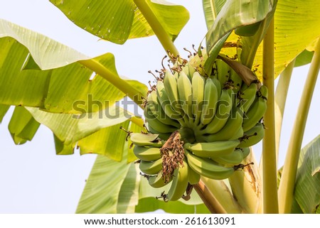 green raw banana on the banana tree