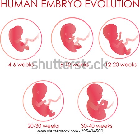 Human Embryo Evolution Illustration - 295494500 : Shutterstock