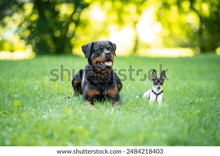 Similar – Image, Stock Photo Small light and big light
