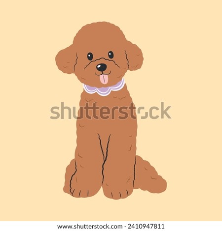 Toy Poodle isolated vector illustration. Little cute domestic purebred dog of brown color.
