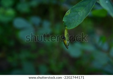 An one spot grass yellow butterfly chrysalis has become transparent and almost ready to emerge butterfly inside the cocoon,this butterfly cocoon is hanging under a leaf of a Sickle Senna (Cassia Tora) 商業照片 © 