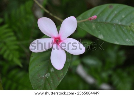 Image, Stock Photo Pinkish Garden Environment