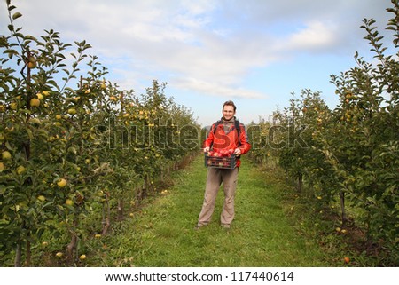 Apple trees loaded with apples in an orchard in autumn. Kind of apples - Golden. Picker with black box of apples (Idared).