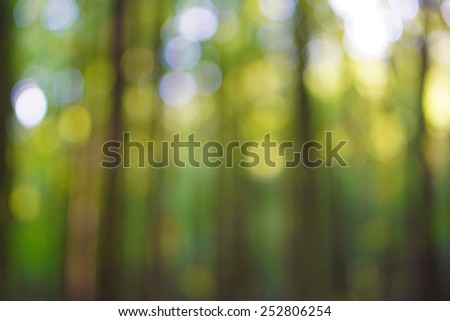 Defocused light of heaven and the sun\'s rays make their way through the outlines of the trees in the forest