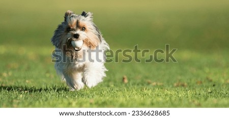 Similar – Image, Stock Photo Bring the ball Dog Pet