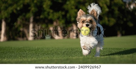 Similar – Image, Stock Photo Bring the ball Dog Pet