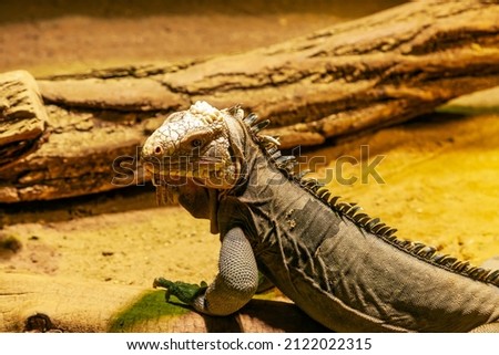 An entertaining lesser Antillean iguana, a large tree lizard, is resting near a tree trunk. The body is quite strong. Coloration is brown, muted color, massive crest on the back, sharp claws. Foto d'archivio © 