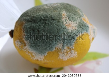 Lemon with mold and fresh lemon isolated on white background. a moldy lemon on a plate. Green moldy lemon. küflenmiş limon