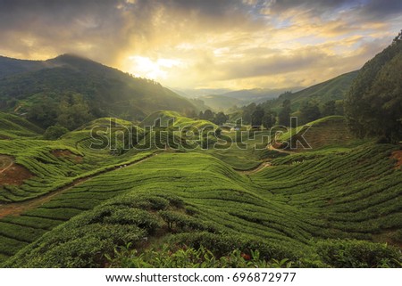 Similar – Image, Stock Photo Tea plantation in Malaysia
