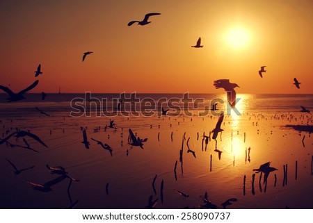 silhouette flying bird by the sea