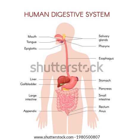 Anatomy of the human digestive organs with description of the corresponding functions internal organs. Anatomical vector illustration in flat style isolated over white background.