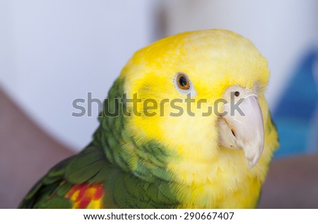 Green and yellow parrots at a community bird organization in Encinitas California