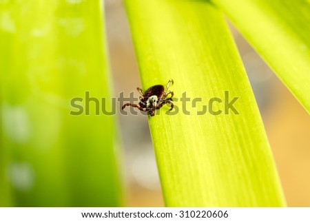 Dog tick crawling on a agapantha leaf