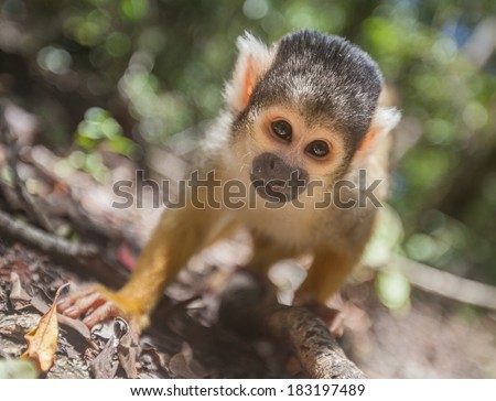 A baby squirrel monkey peers into the lens