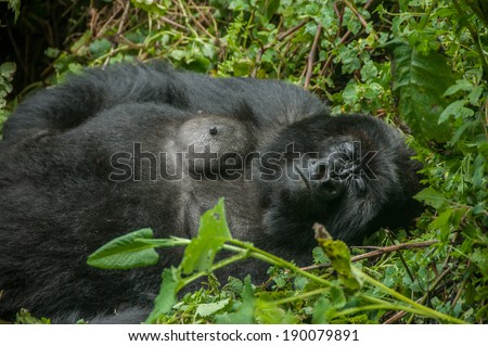 A female gorilla sleeping between the green vegetation of the forest.