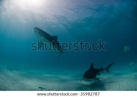 Tiger shark swimming upward, Bahamas, 2008