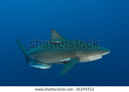 Bull Shark at Pinnacles, Mozambique