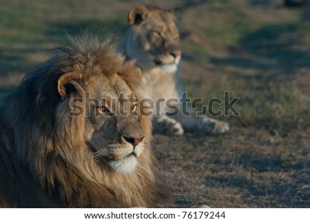 Lion and lioness relax in the South African sun