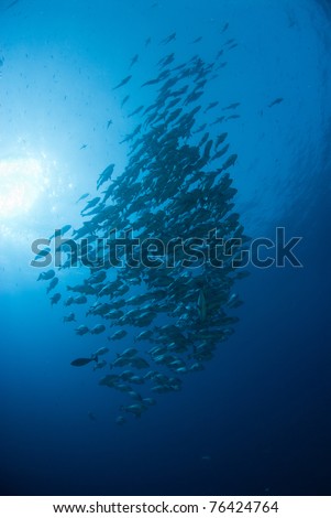 Sunburst over schooling fish, Ras Mohammed, Egypt