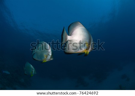 Close up on Batfish, Ras Um Sid, Egypt