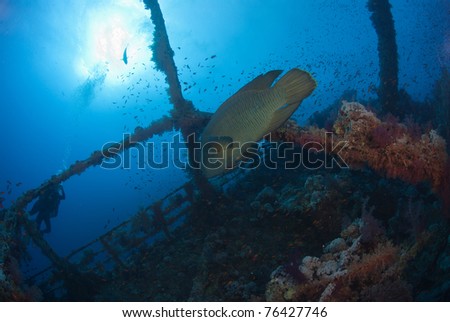 Fish swimming over ship wreck, red sea