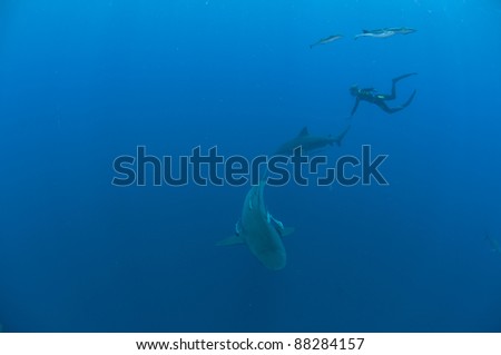 The view of a diver diving with bull sharks, Pinnacles, Mozambique