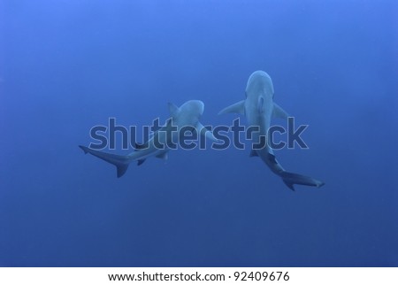 The view of bull sharks swimming together, Pinnacles, Mozambique