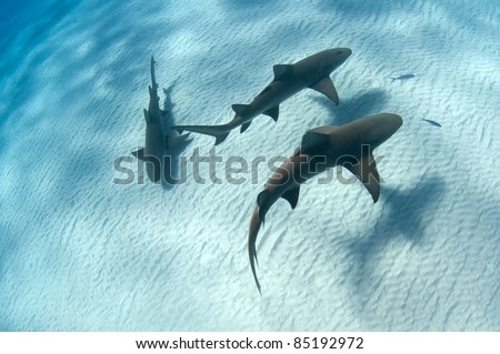 Shutterstock Puzzlepix