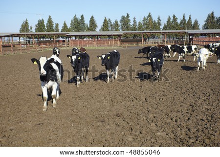 animal cow farm