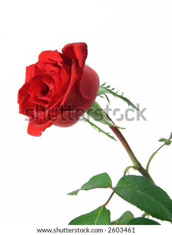 Single long stem rose isolated on a white background with some of the green leaves and stem showing.