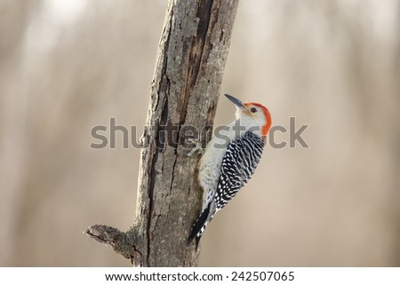 A Red-bellied Woodpecker feeding on peeling bark.