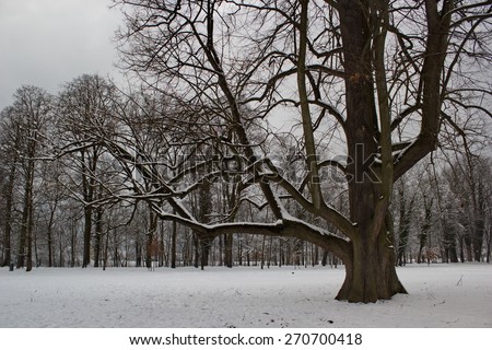 large old tree with multiple leafless branches in winter, castle park Budatin, Zilina, Slovakia