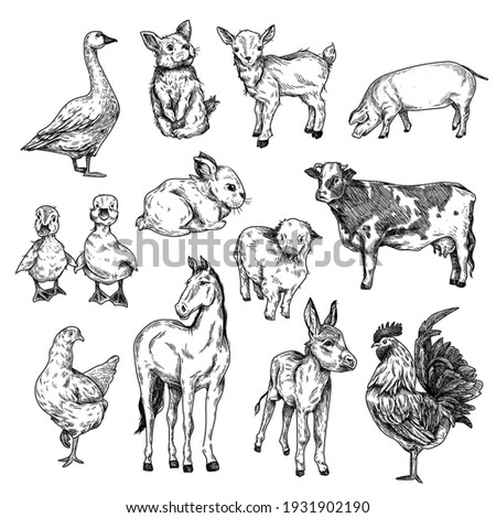 Chicken Black And White Clipart 