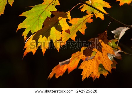 Oak leaf - Autumn -Herfstblad Stockfoto © 