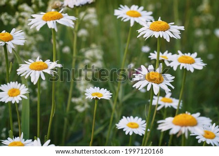 Flowering of daisies. Oxeye daisy, Leucanthemum vulgare, Daisies, Dox-eye, Common daisy, Dog daisy, Moon daisy. Gardening concept                               