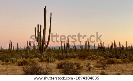 Sunrise in the desert of Mexico Stock fotó © 