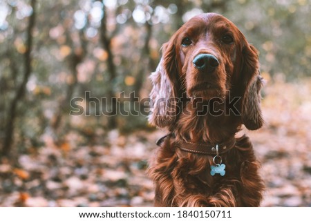 Closeup portrait of a purebred irish red setter gundog hunting dog breed wearing a brown leather collar with a dog tag outdoors in the forest in fall season Сток-фото © 