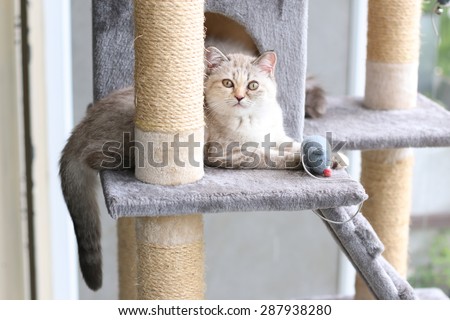 A cat is playing with toy on cat house