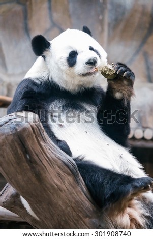 Panda pull food from mount