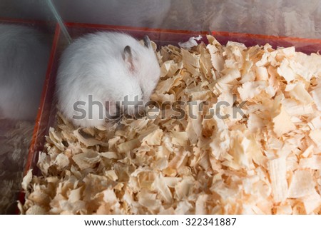 White hamster sleep on sawdust with low light on corner
