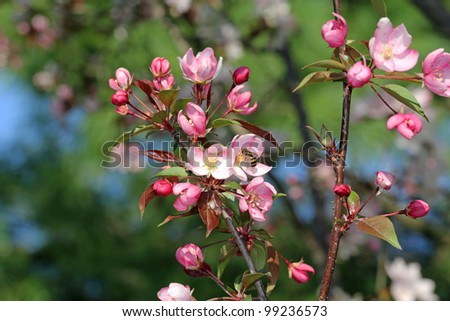Bee gathering pollen from a pink crabapple blossom in the spring with copy space.