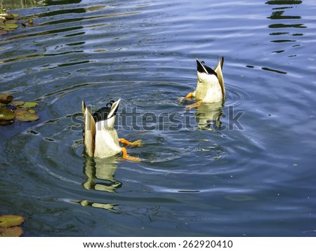 close up of two upside down ducks driving in a pond together