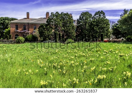 english mansion and garden in a field of daffodils