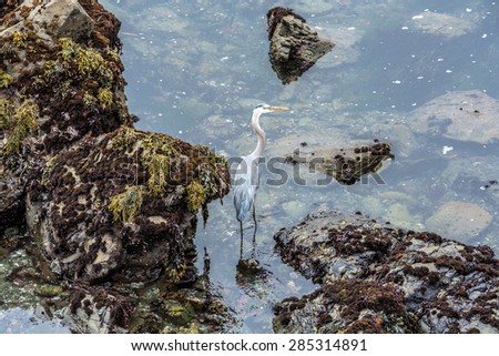 Great Blue Heron fishing / hunting in the tidal pools on Moonstone Beach, California Central Coast, near Cambria CA.