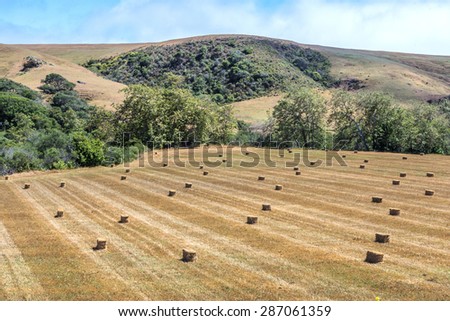 Mown hay harvested in bales / briquettes in a field against a blue sky with clouds, golden hills, and green trees, on the California Central Coast near Cambria, CA.