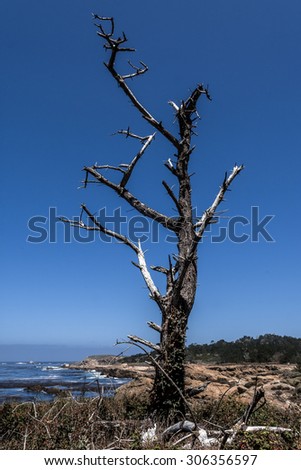 Pescadero Point at 17 Mile Drive. The area of Pescadero Point known as Ghost Tree gets its name from the white and gnarly local cypress trees in the area which bring to mind ghosts & anything spooky.