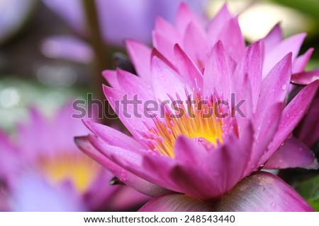 Lotus bloom Petals pink yellow stamens .