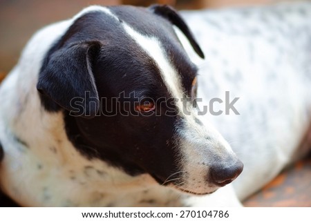 close up of the head of a dog is black and white dalmatian dog no purebred.It look forward with vacant eyes.