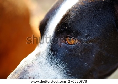 close up to The head of dog, eyes, mouth, nose, the black and white dalmatian dog \'s head  no purebred laying on the floor.