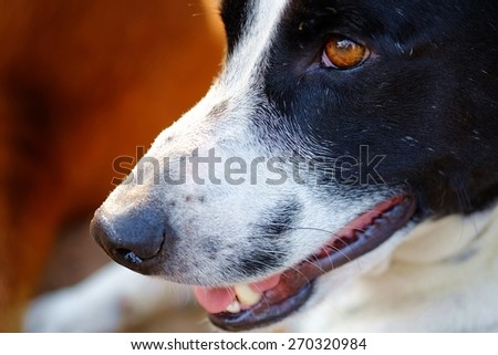 close up to The head of dog, eyes, mouth, nose, the black and white dalmatian dog 's head  no purebred laying on the floor.